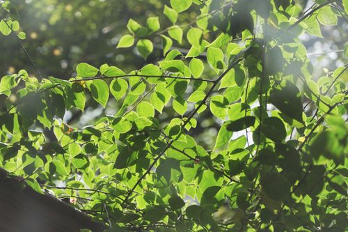 Free Sunlight filtering through vibrant green leaves in Hanoi, capturing natural beauty and freshness. Stock Photo