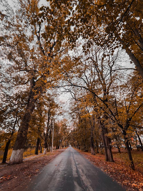 Fotos de stock gratuitas de árboles de otoño, atmosfera de outono, carretera