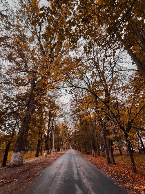 Free Explore a tranquil autumn pathway surrounded by vibrant golden trees in a serene outdoor setting. Stock Photo