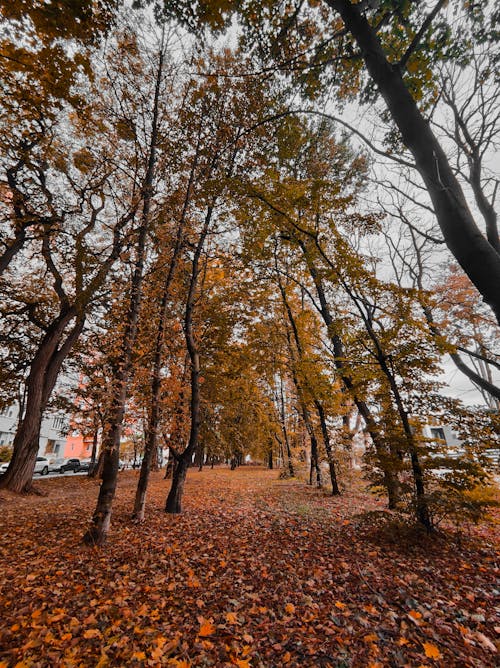 Imagine de stoc gratuită din arbori, fotografiere verticală, frunze căzute