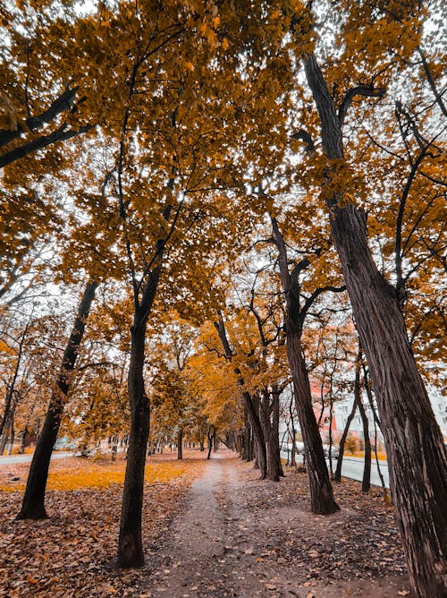 Imagine de stoc gratuită din arbori, drum neasfaltat, fotografiere verticală