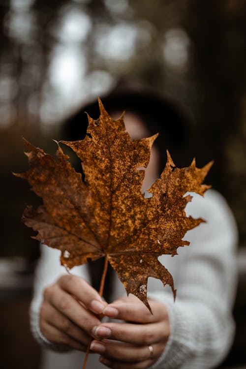 Person Holding Brown Maple Leaf