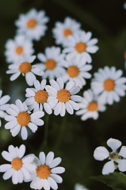 beyaz, bitki örtüsü, Çiçek açmak içeren Ücretsiz stok fotoğraf