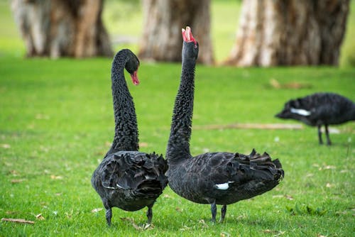 Imagine de stoc gratuită din animal, aripă, aviar