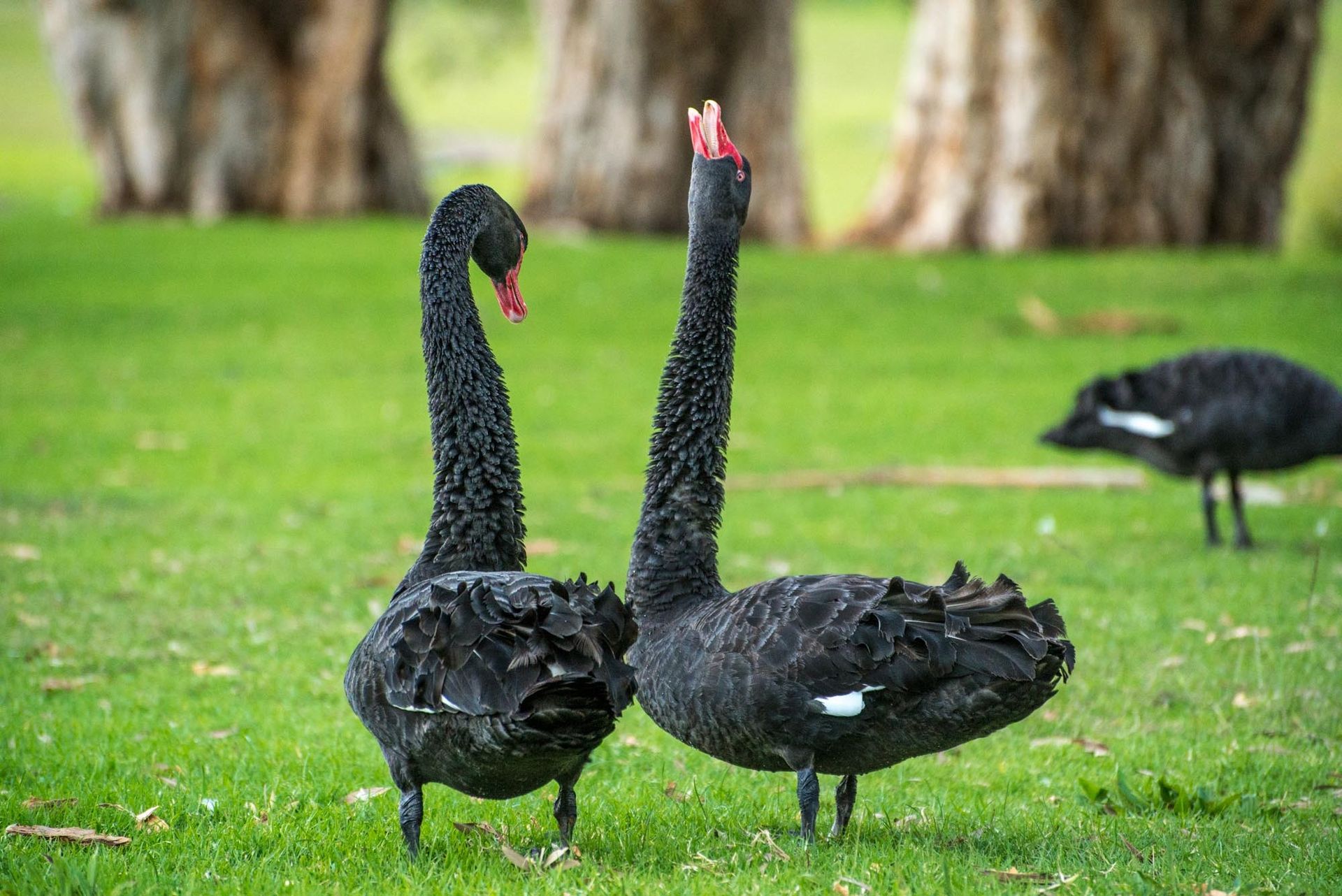 Elegant black swans on a grassy parkland, showcasing grace and nature's beauty.
