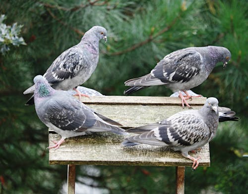 Pigeons Perched on Wood 