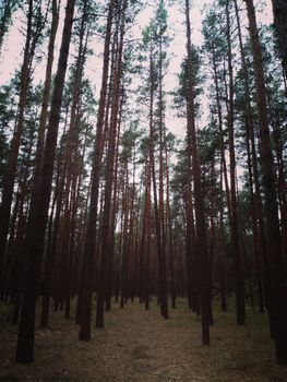 Explore the beauty and tranquility of a tall, dense forest with towering trees viewed from a low angle.