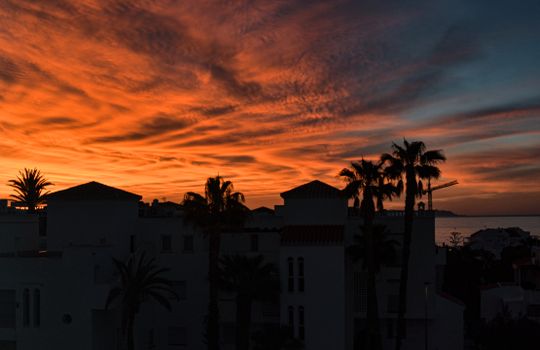 Silhouettes of palm trees against a vibrant sunset sky.