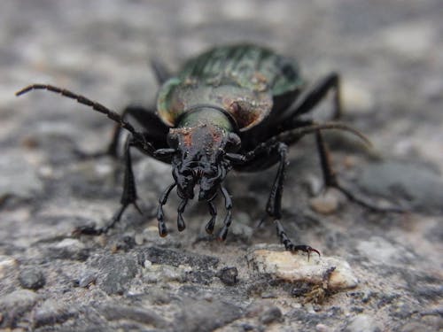 Безкоштовне стокове фото на тему «Beetle, земляний жук, комаха»
