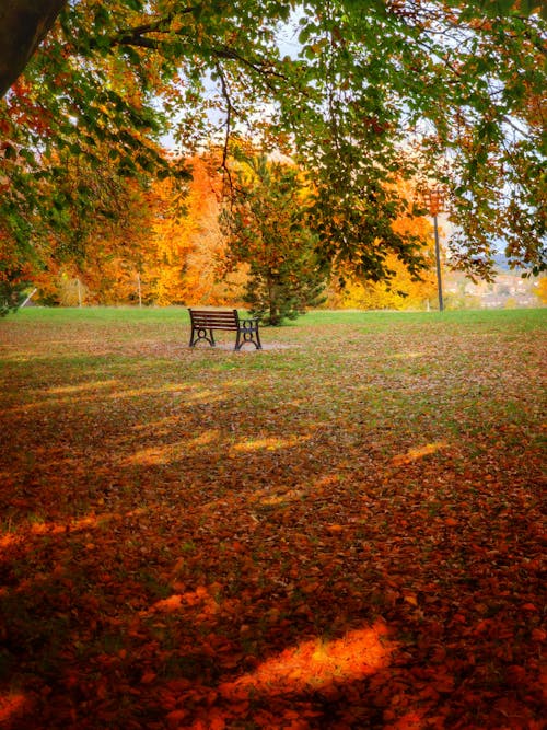 Black Wooden Bench on Green  and Orange Grass Field