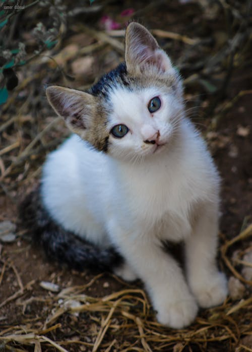 Kostnadsfri bild av djur, katt, kattansikte