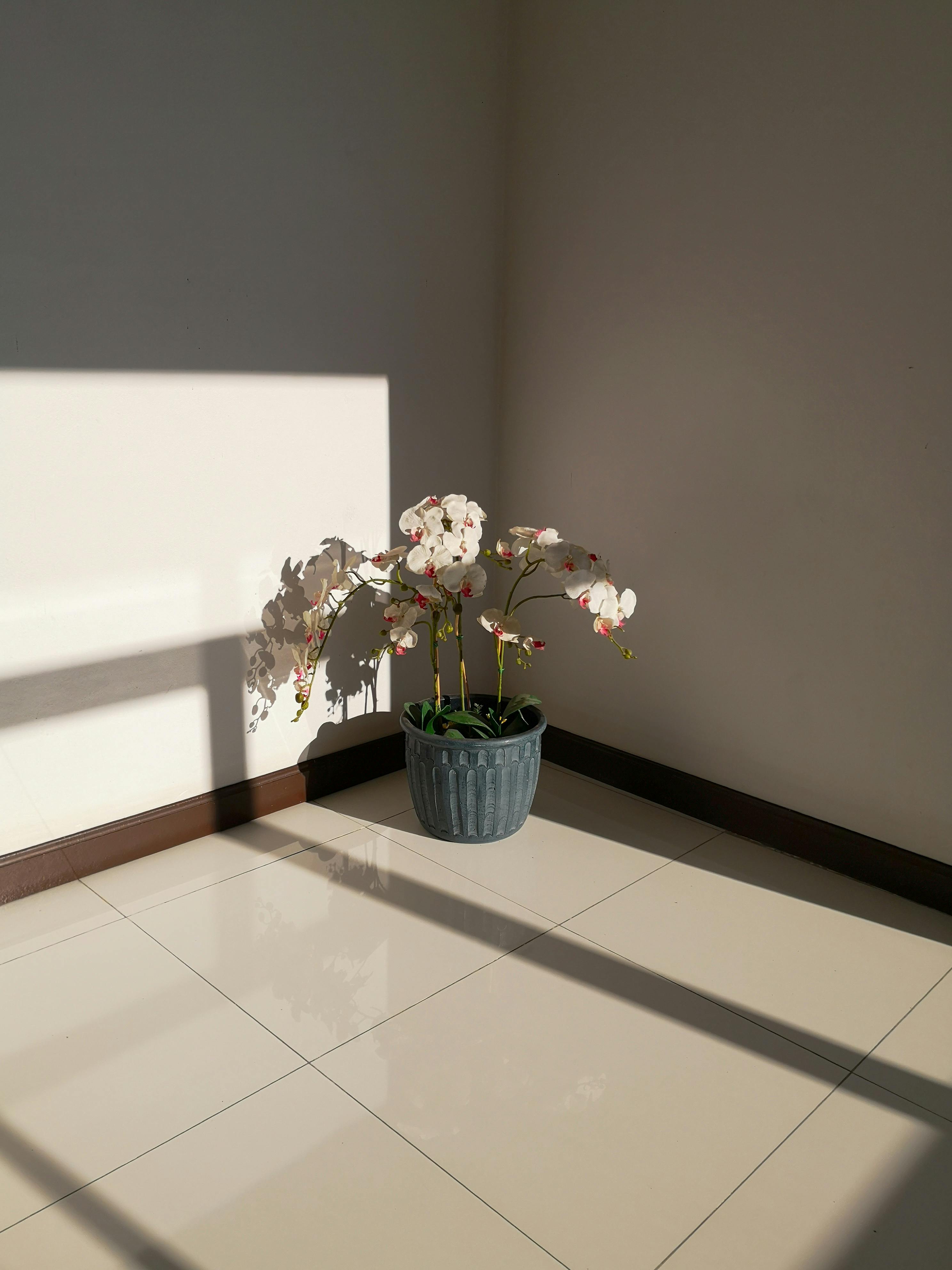 Gratuit Imagine de stoc gratuită din aranjament floral, camera luminata de soare, corner liniștit Fotografie de stoc