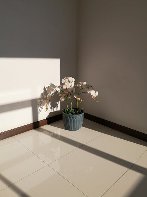 Free Light Casting Shadows on the Tiled Floor to the Potted Plant Stock Photo