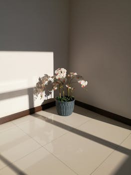 A potted orchid illuminated by sunlight, casting shadows on a tiled floor with white walls.