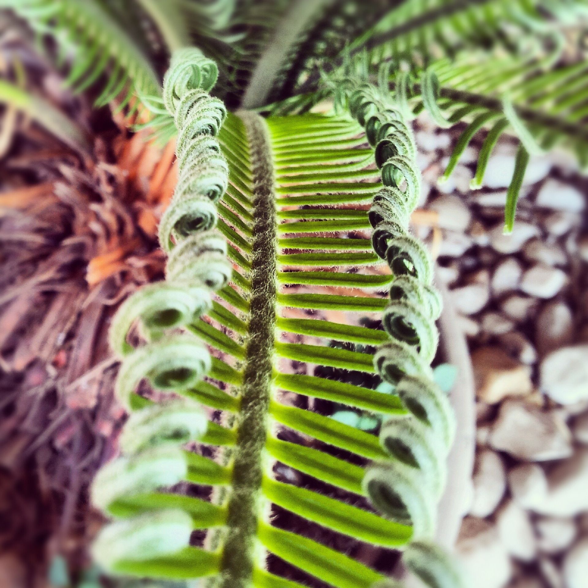 Cycas revoluta
