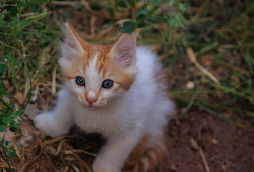 Kostnadsfri bild av katt, kattansikte