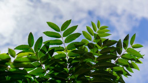 Бесплатное стоковое фото с зеленые растения, листья