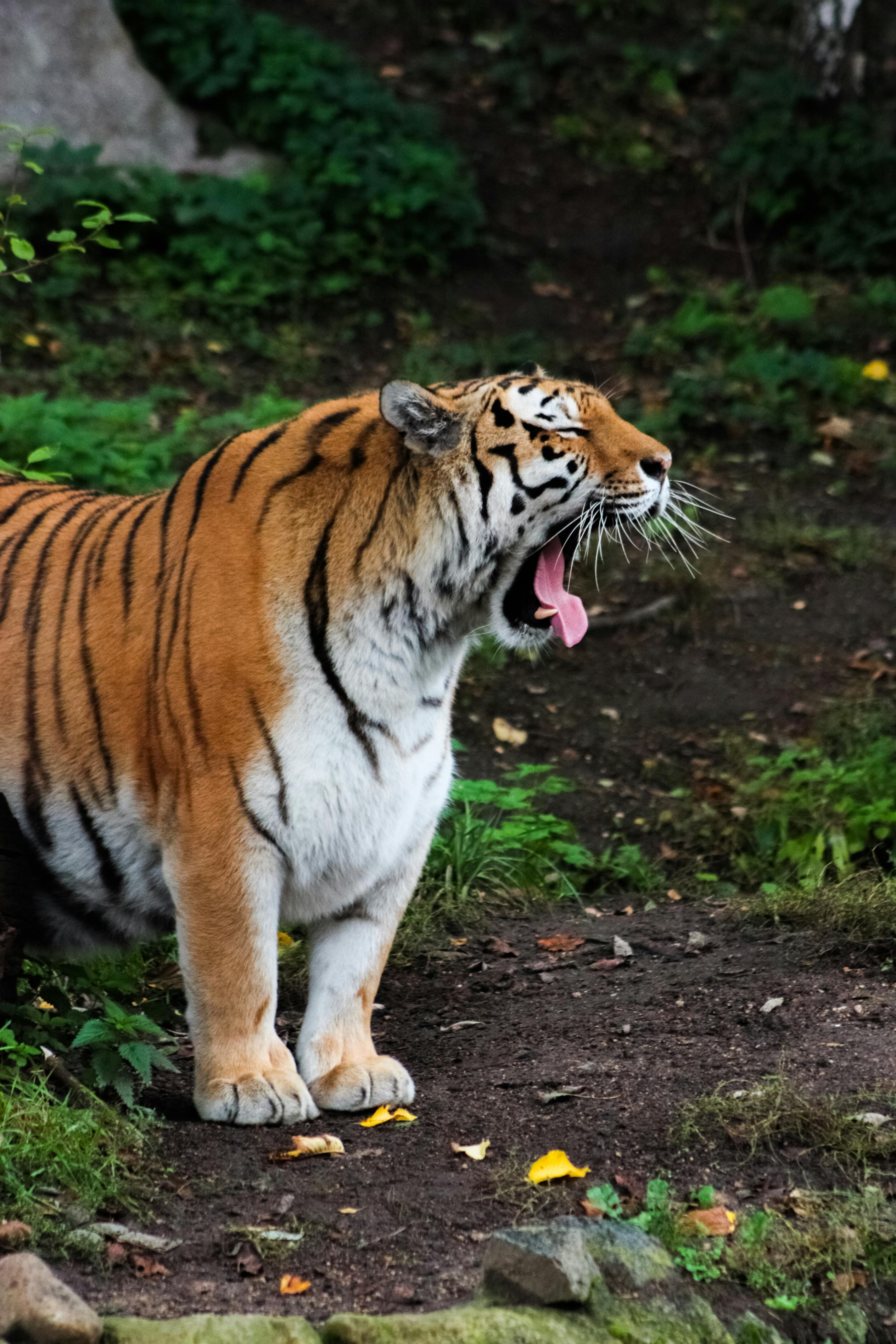 A powerful tiger yawns in its natural habitat, showcasing its strength and beauty.