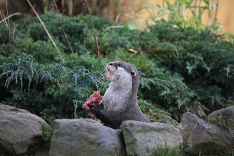 Otter Eating In Contact Zoo