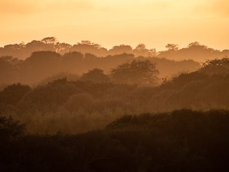 Tranquil view of sunlit forest showcasing mist and trees under a yellow sky.