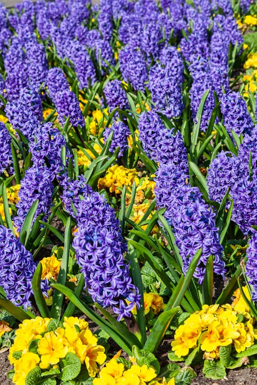 Yellow and Purple Flower Field