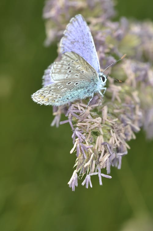紫色花瓣上的紫色白色蝴蝶