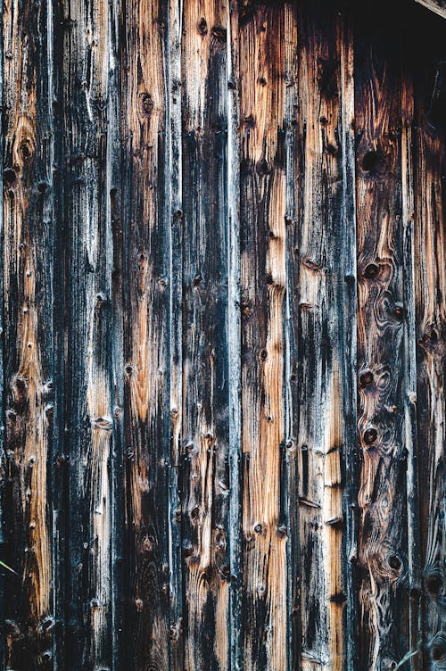 Fotobanka s bezplatnými fotkami na tému drevená stena, hrubý, les