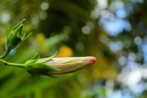 Imagine de stoc gratuită din bokeh, floare frumoasa, focalizare aprofundată