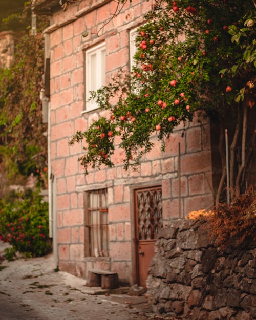 Old House Exterior beside Tree Branches