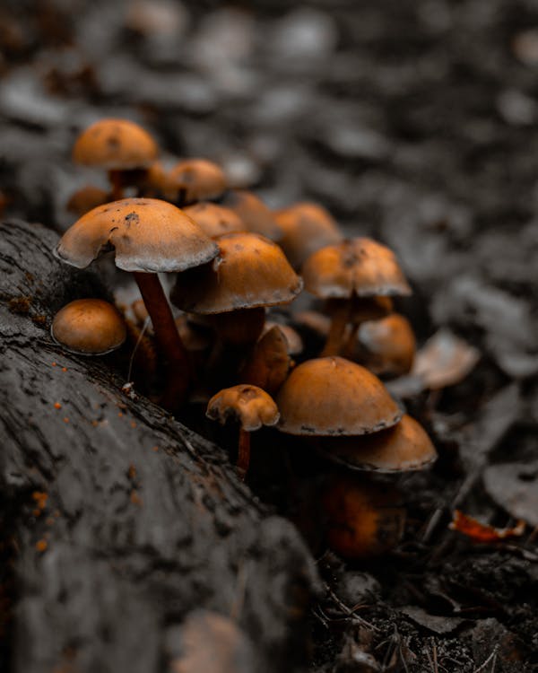 Close-Up Shot of Brown Mushrooms