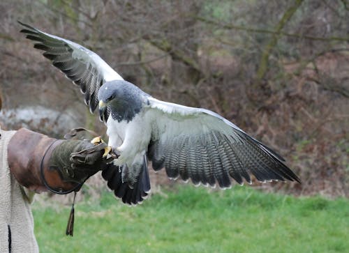 Oiseau à Bec Noir Blanc Avec Fond D'arbres Bruns Pendant La Journée