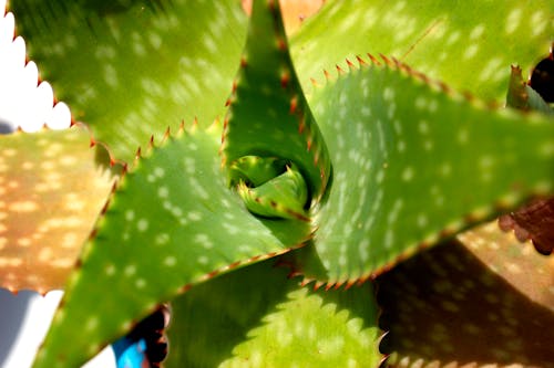 Free Close-up Photo of an Aloe Vera Plant  Stock Photo