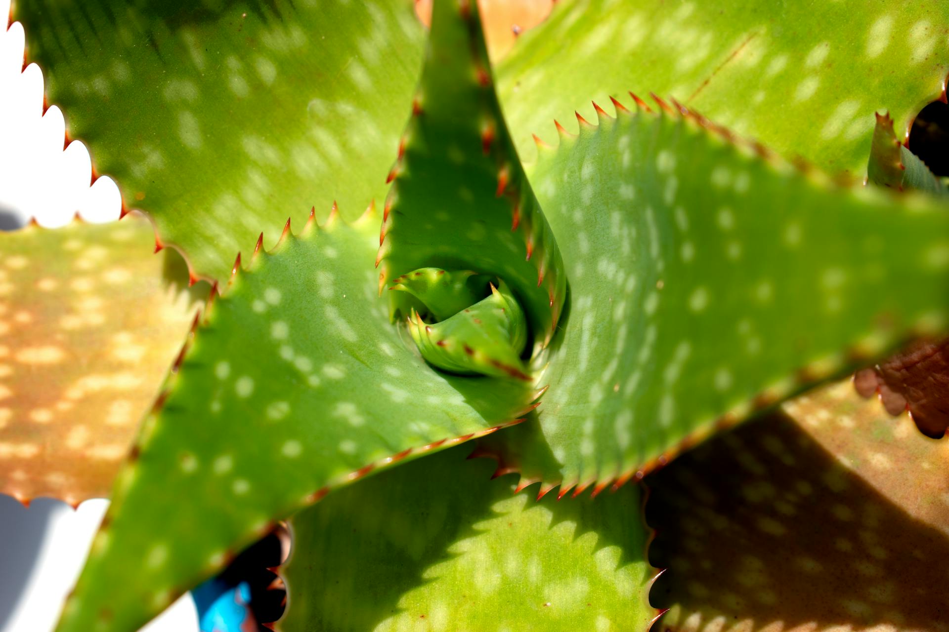 Close-up Photo of an Aloe Vera Plant