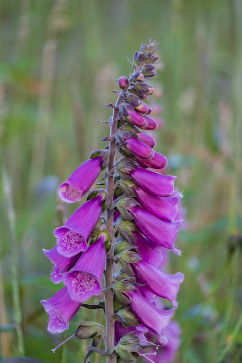 Free Close Up Photo of Foxgloves In Bloom Stock Photo