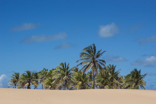 Immagine gratuita di albero di cocco, areia, azzurro