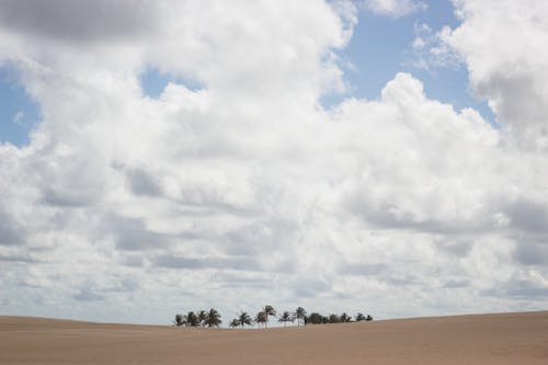 Kostenloses Stock Foto zu areia, cÃ©u, coqueiro