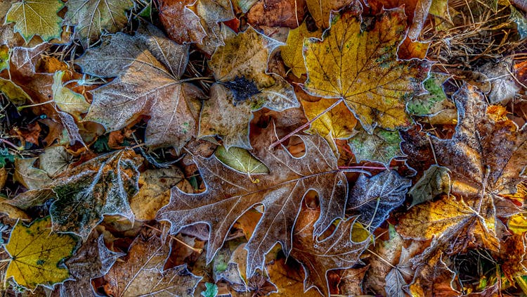 Pile Of Fallen Leaves With White Traces