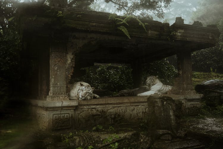 White Tigers On Concrete Shelter