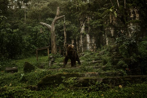 Brown Bear on Grass Covered Steps