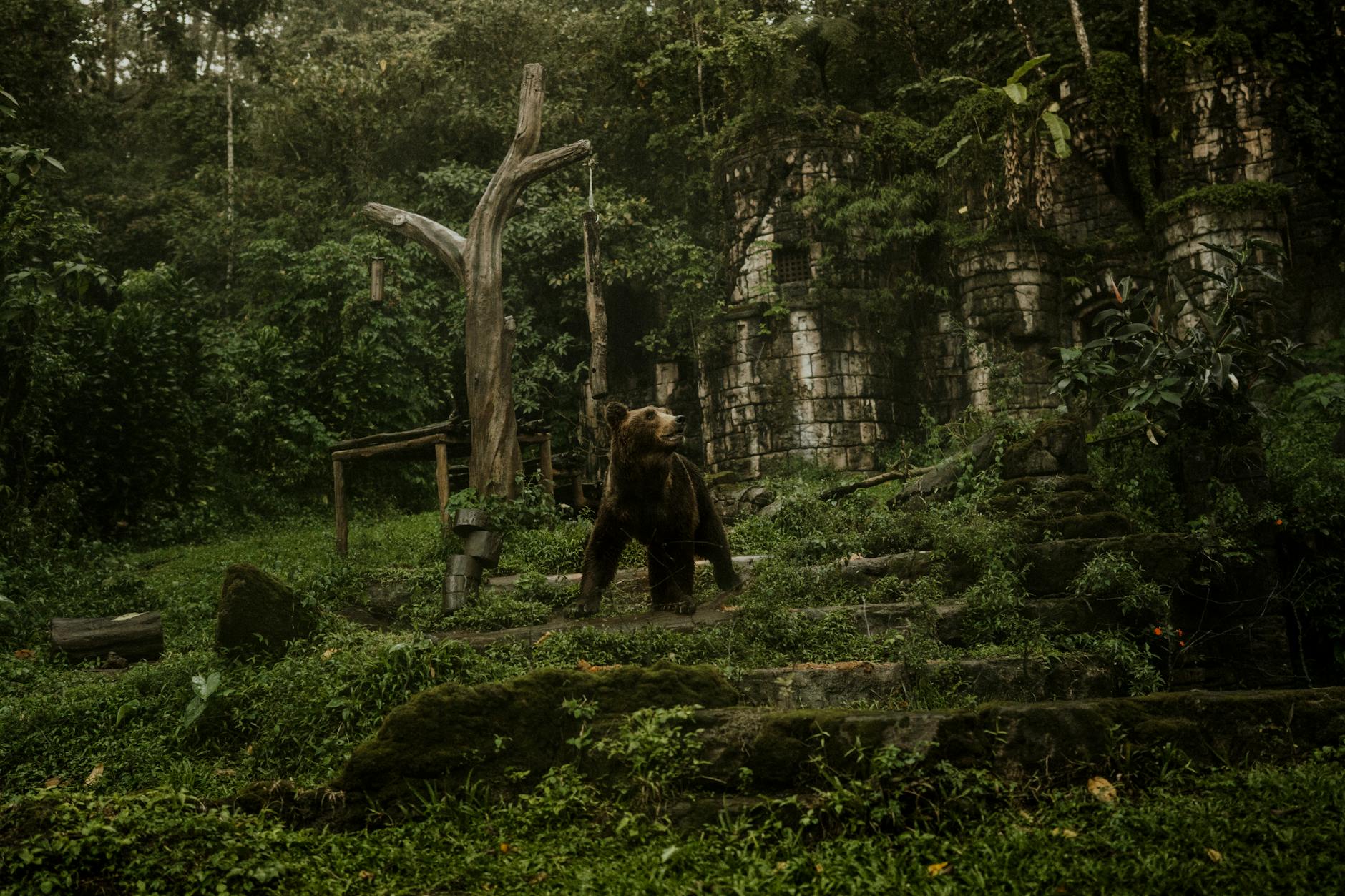 https://www.pexels.com/photo/brown-bear-on-grass-covered-steps-5685234/