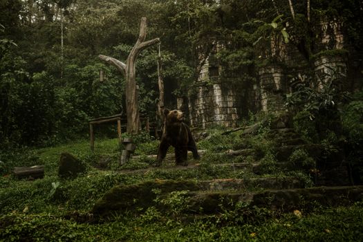 A wild bear explores a lush, verdant jungle environment in Indonesia.