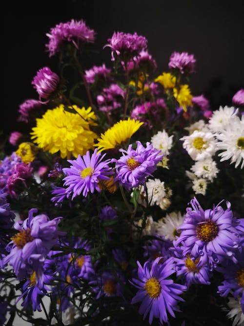 Purple Flowers in Bloom