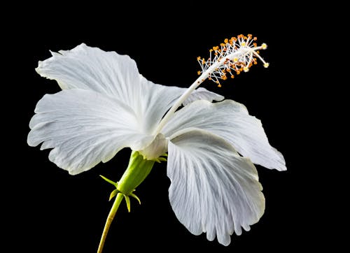 Witte Hibiscusbloem