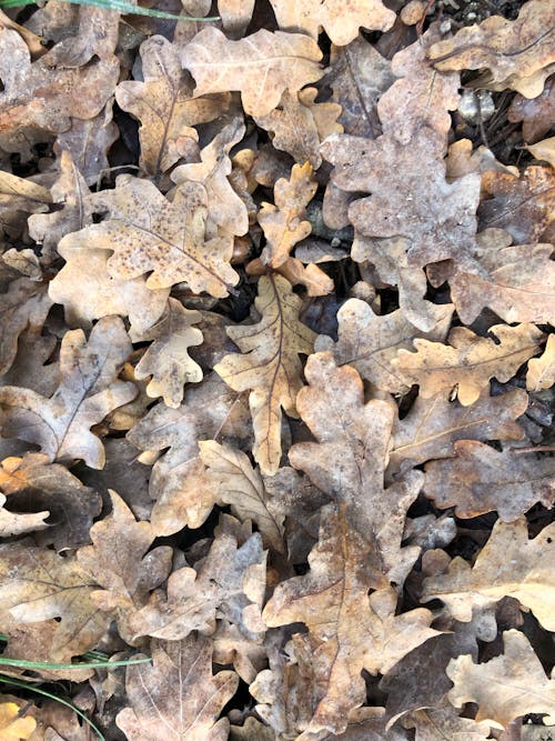 Pile of Brown Dried Oak Leaves