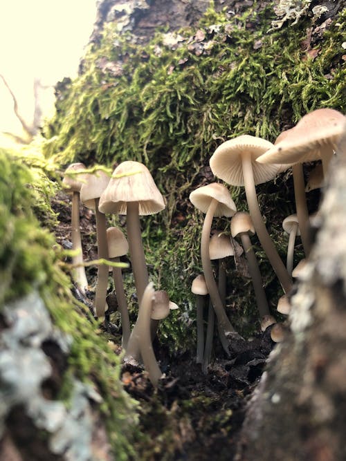 Free Close-up Photo of Wild Mushrooms  Stock Photo
