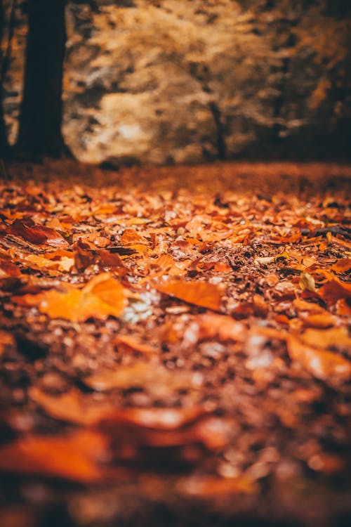 Free Leaves Scattered on Ground Stock Photo