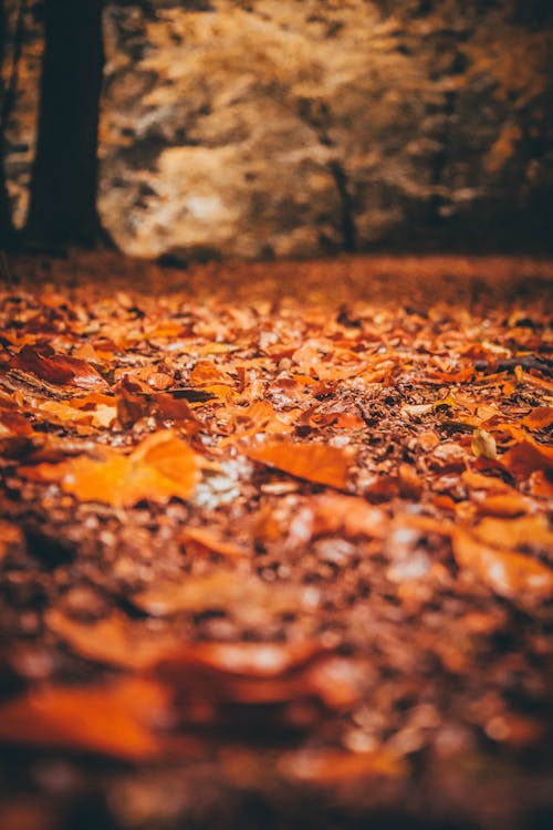 Leaves Scattered on Ground