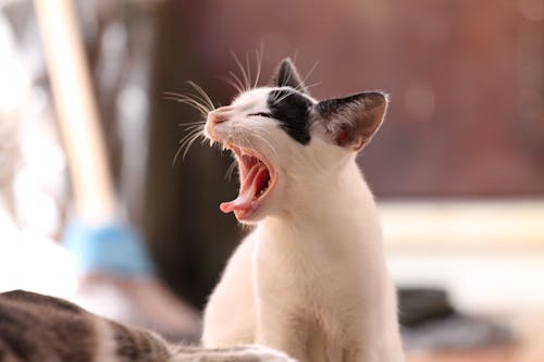 무료 하품 고양이의 클로즈업 사진 스톡 사진