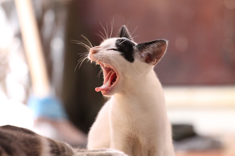 Close-up Photo Of A Yawning Cat 