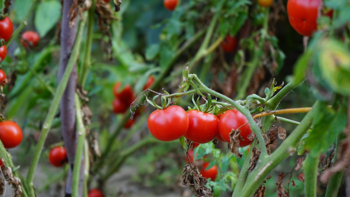 Red tomatoes ripening on the vine